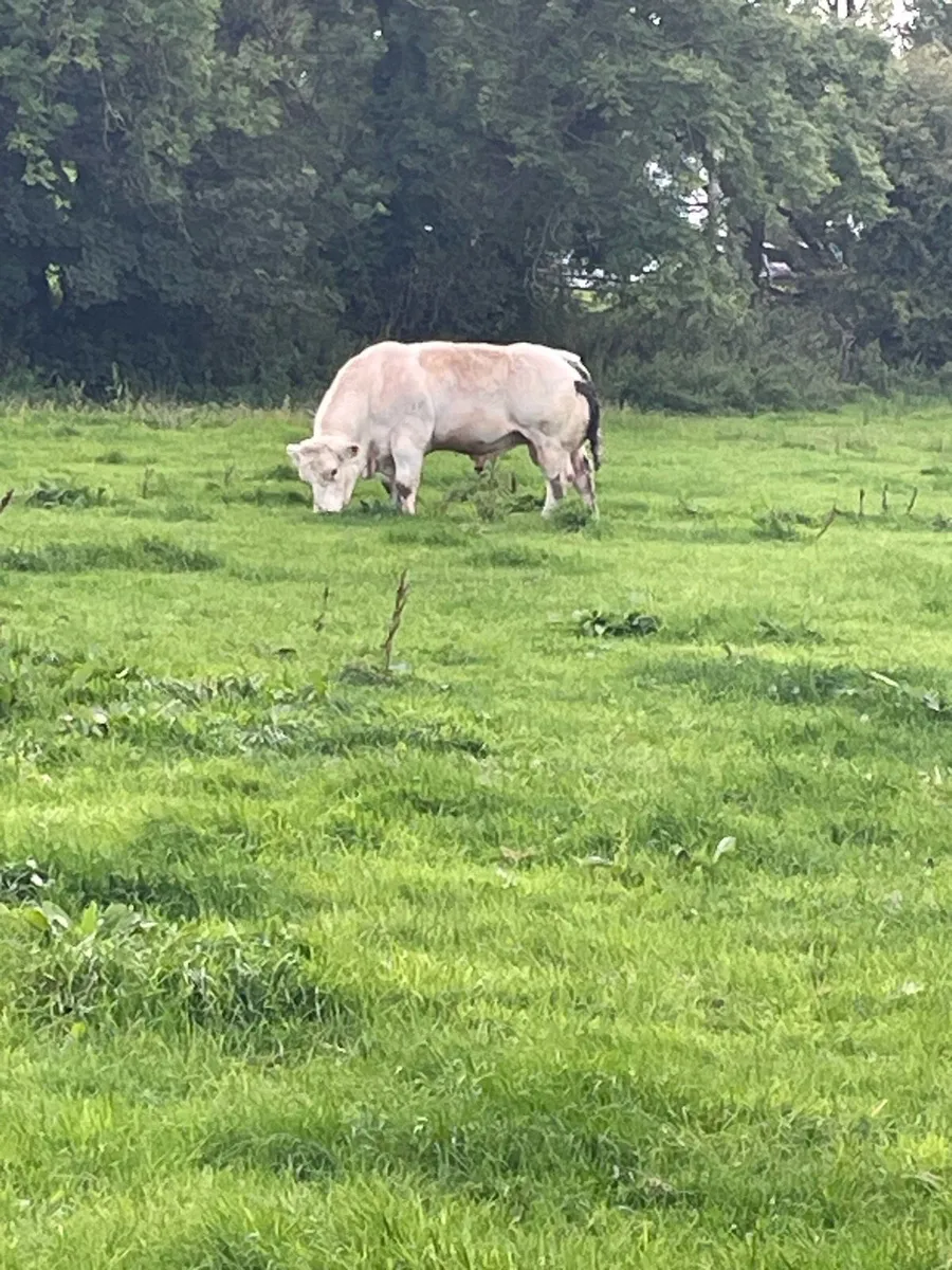 PB Belgian blue bull - Image 1
