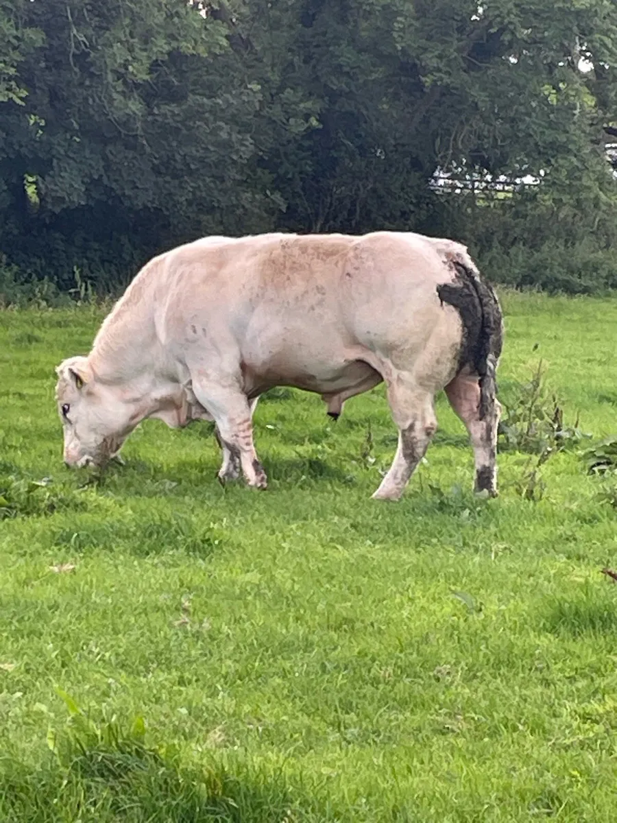 PB Belgian blue bull - Image 2