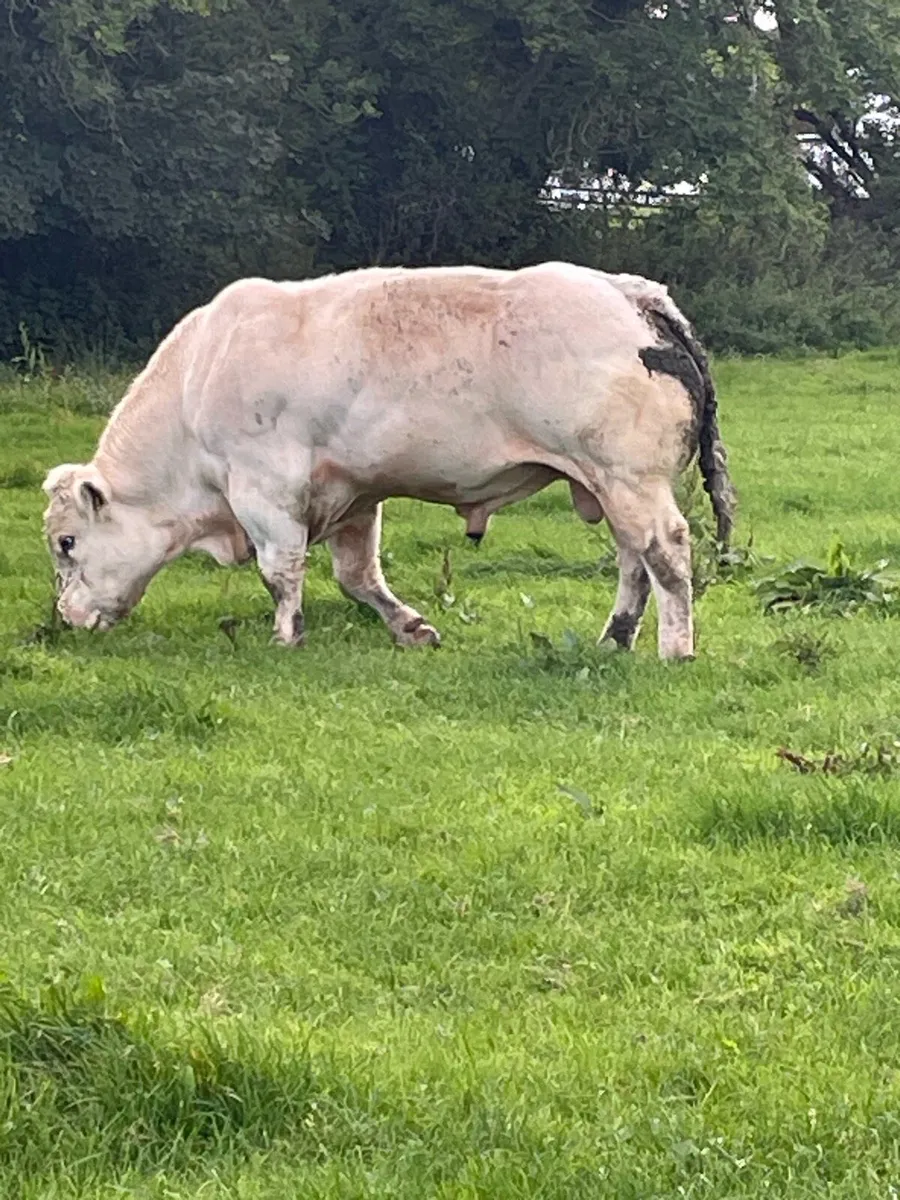 PB Belgian blue bull - Image 3