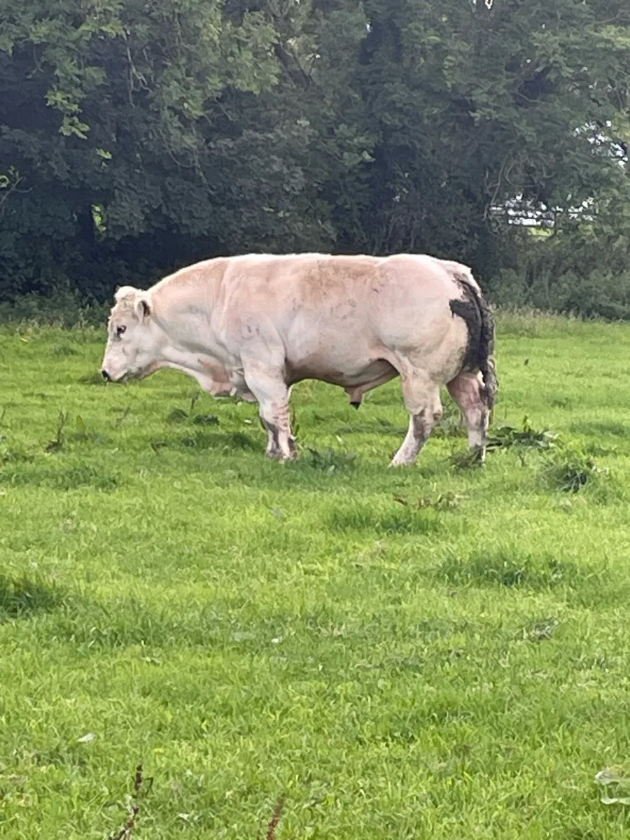 PB Belgian blue bull - Image 4