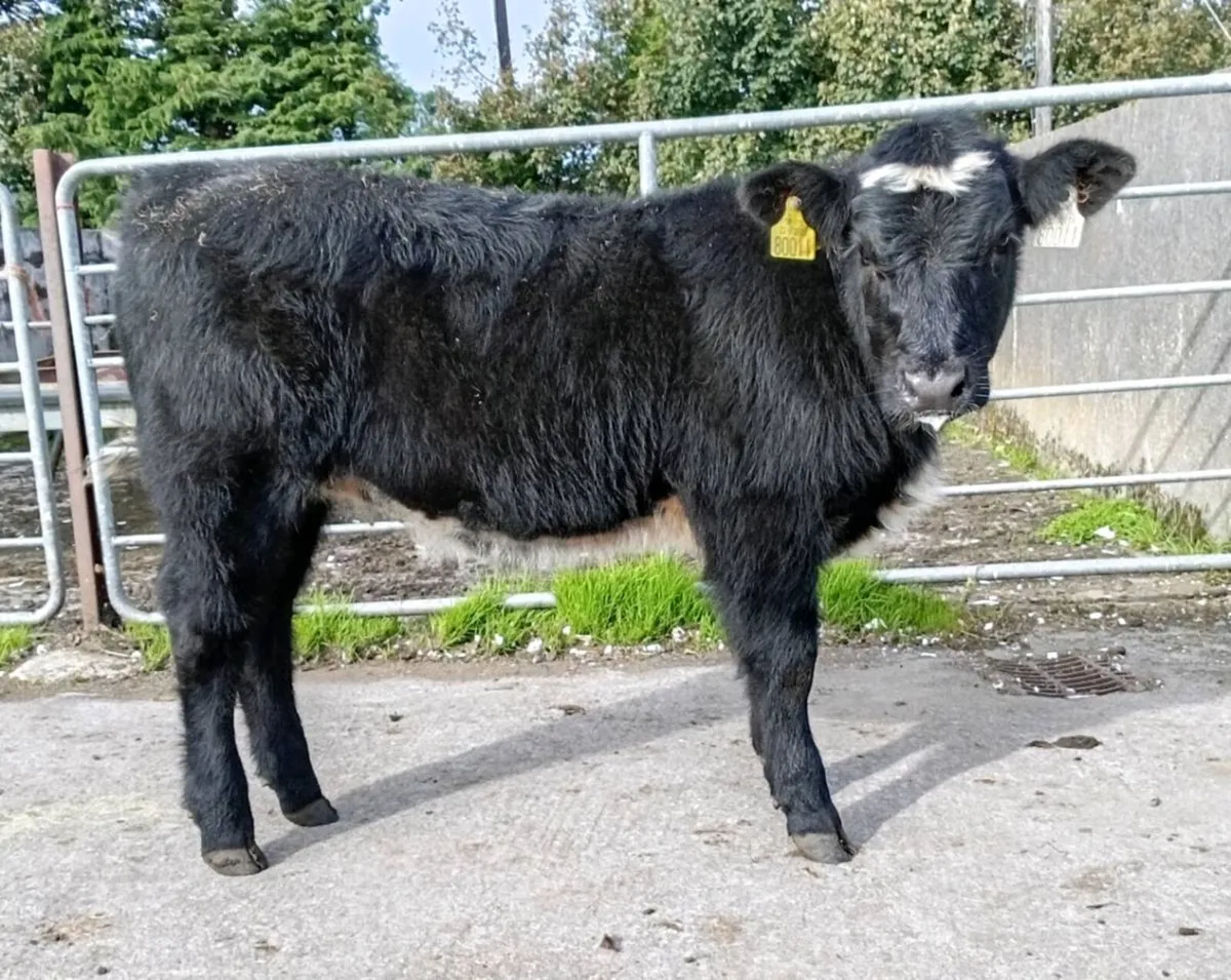 CONTINENTAL  SUCKLER  BRED  WEANLING