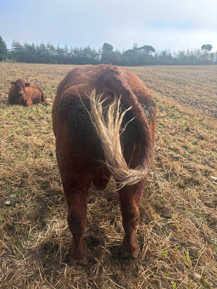 Farming - Image 4