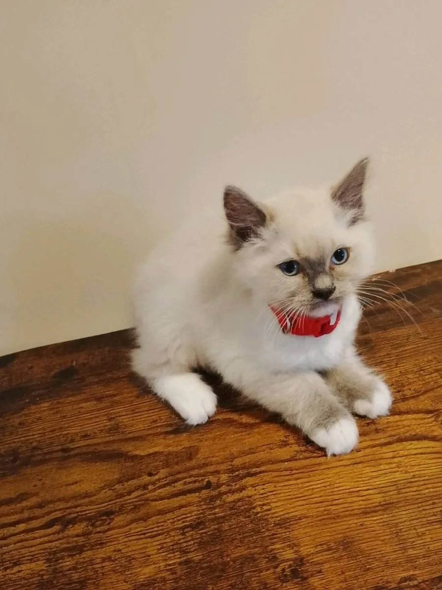 Pedigree Ragdoll Kitten - Image 1