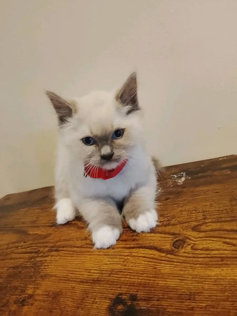 Pedigree Ragdoll Kitten - Image 3