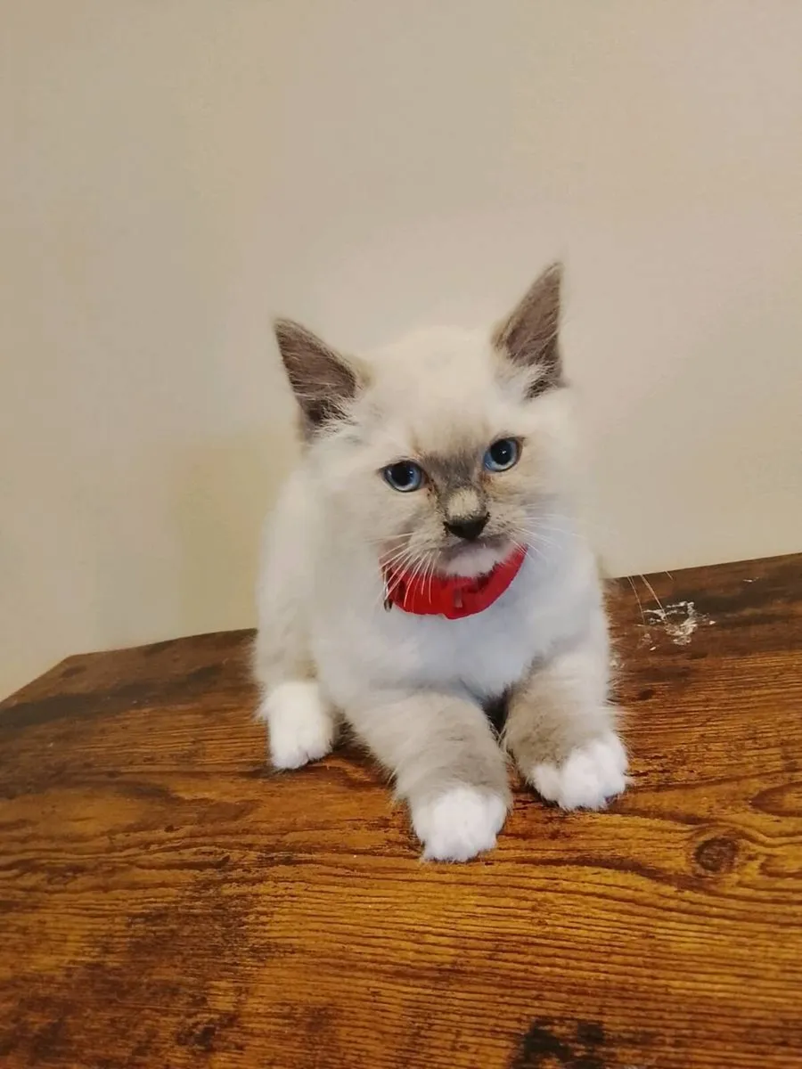 Pedigree Ragdoll Kitten - Image 2