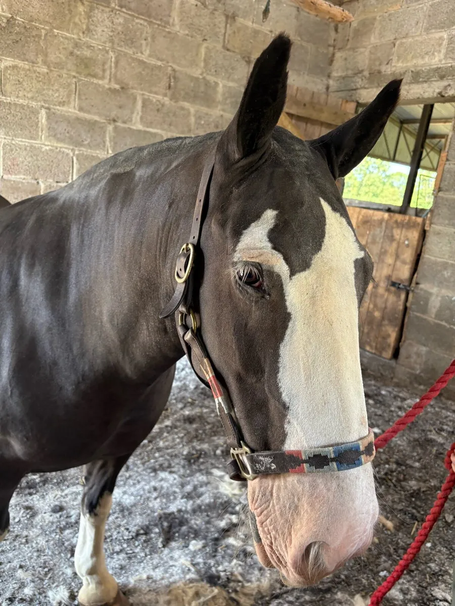 🌟 Clipping/Plaiting Service Available 🌟 - Image 1