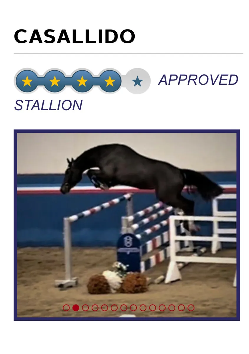 2yr old Casallido - Image 3