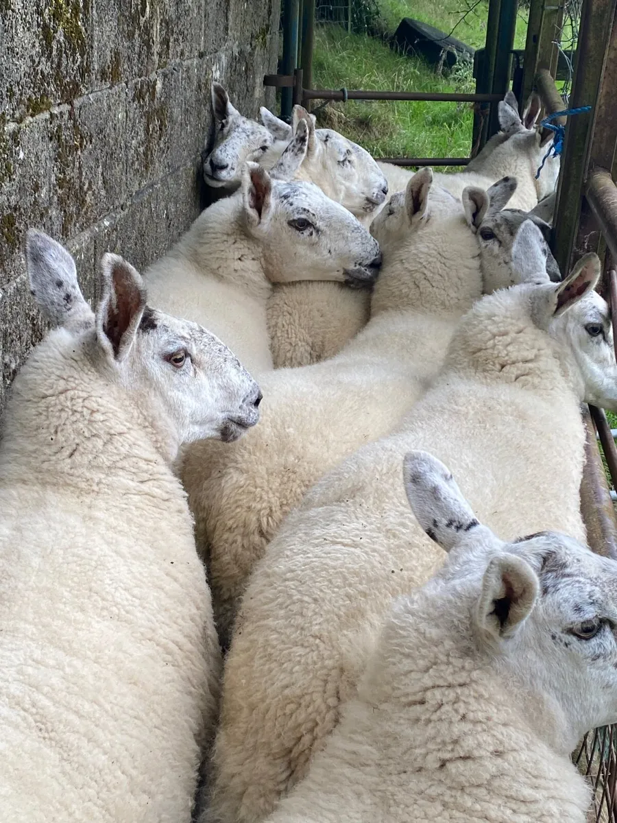 Sheep - Image 1