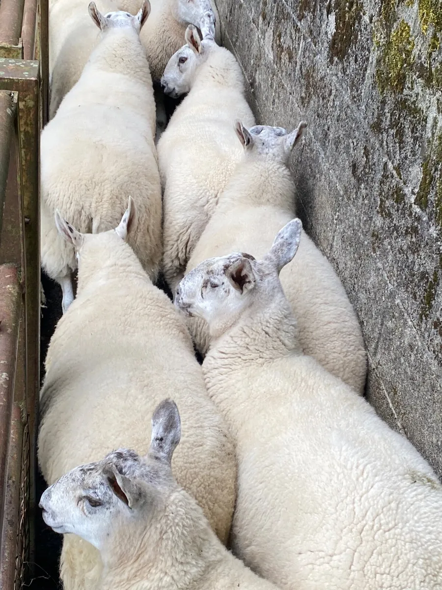 Sheep - Image 2