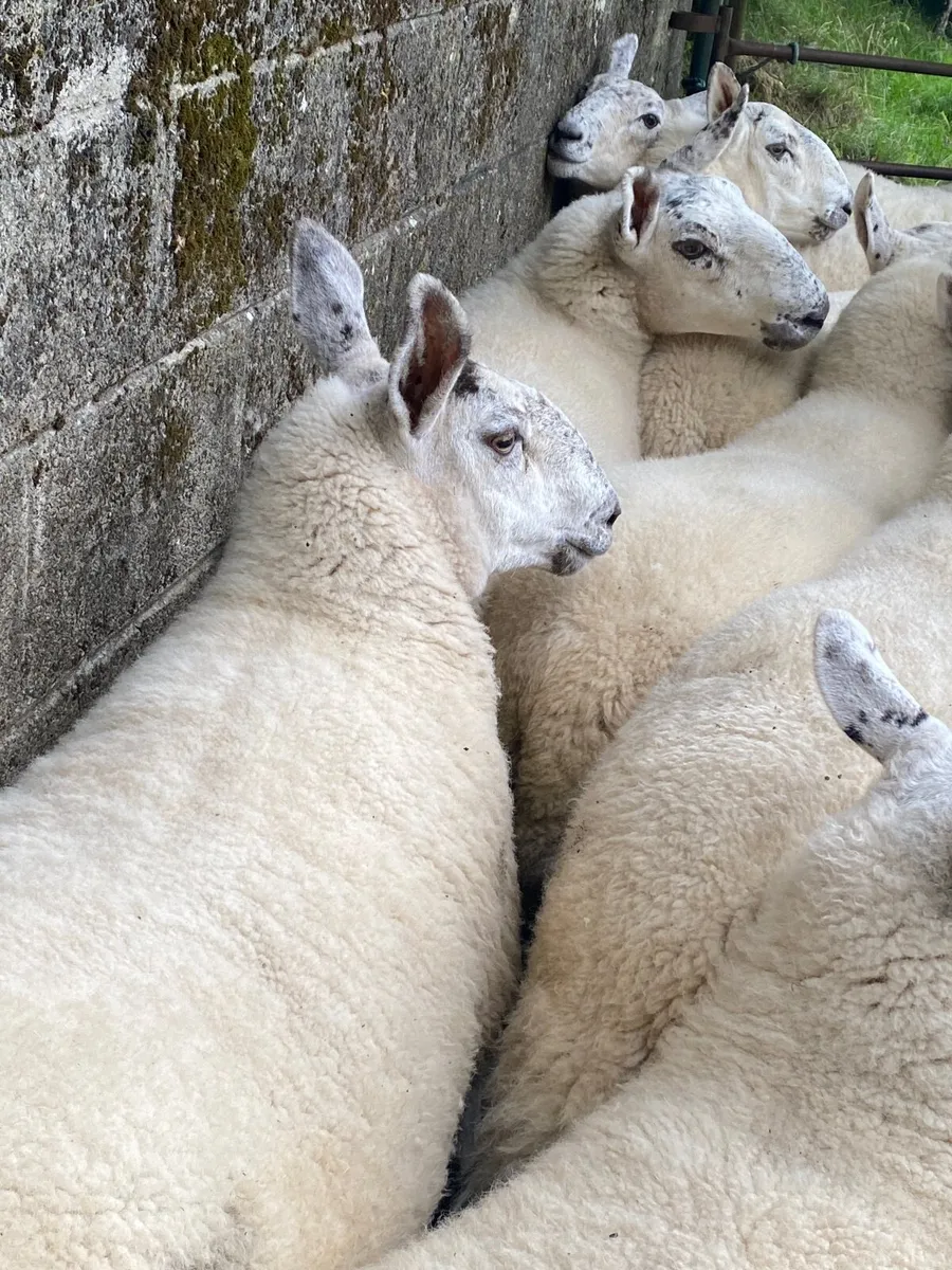 Sheep - Image 3