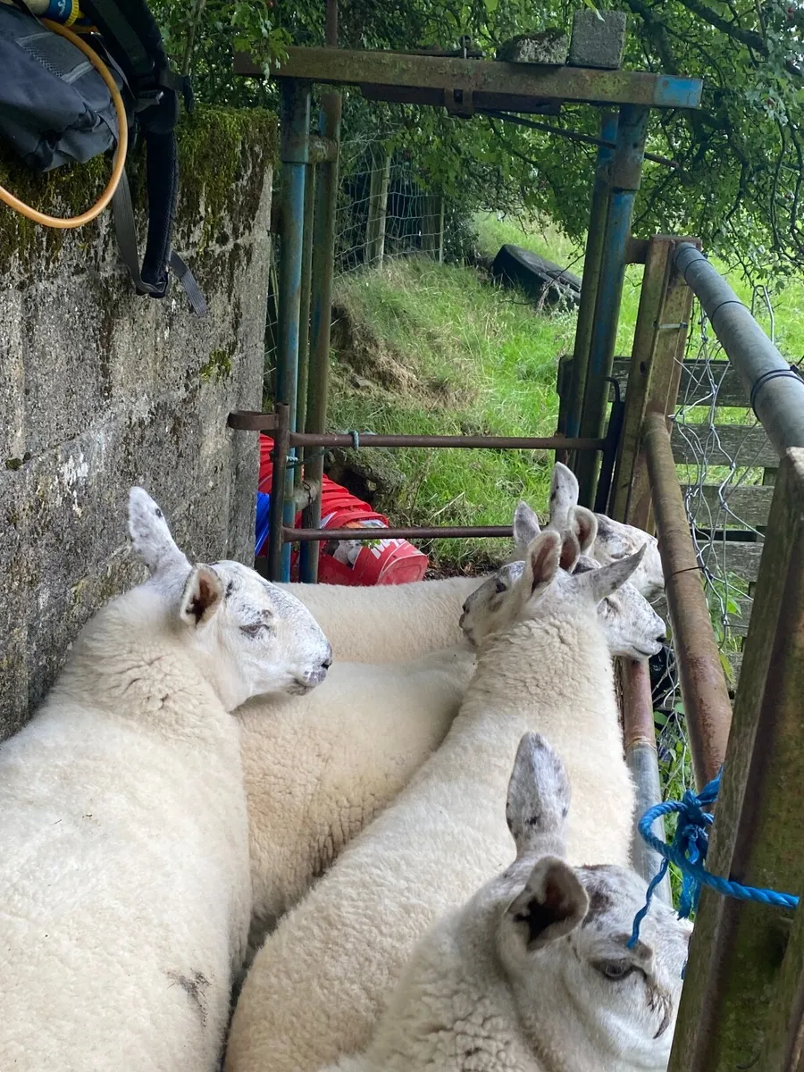Sheep - Image 4