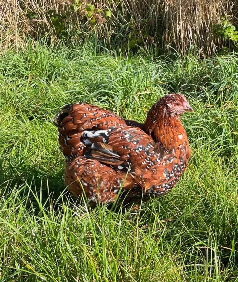 Jubilee Orpington Cockrel