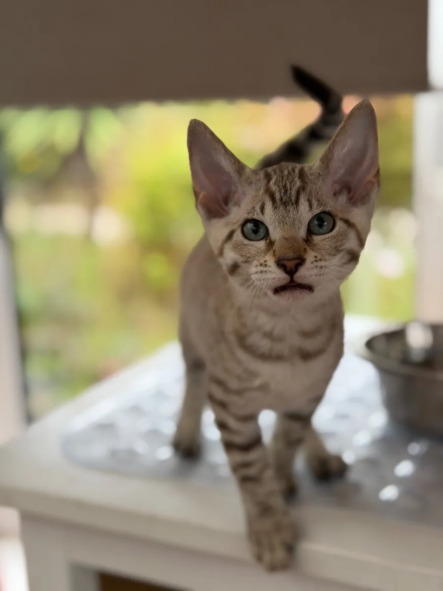 Bengal X - last little girl - Image 3