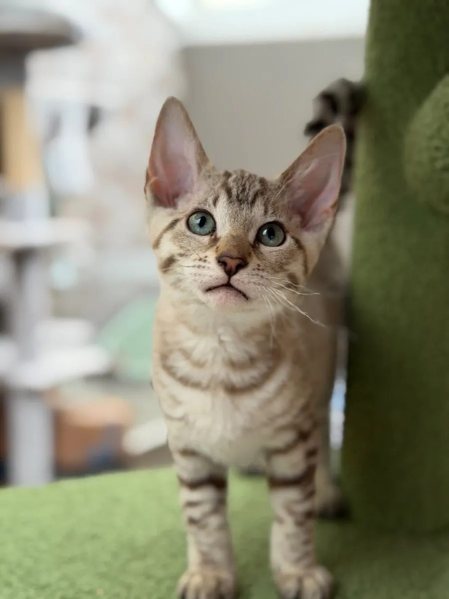 Bengal X - last little girl - Image 1