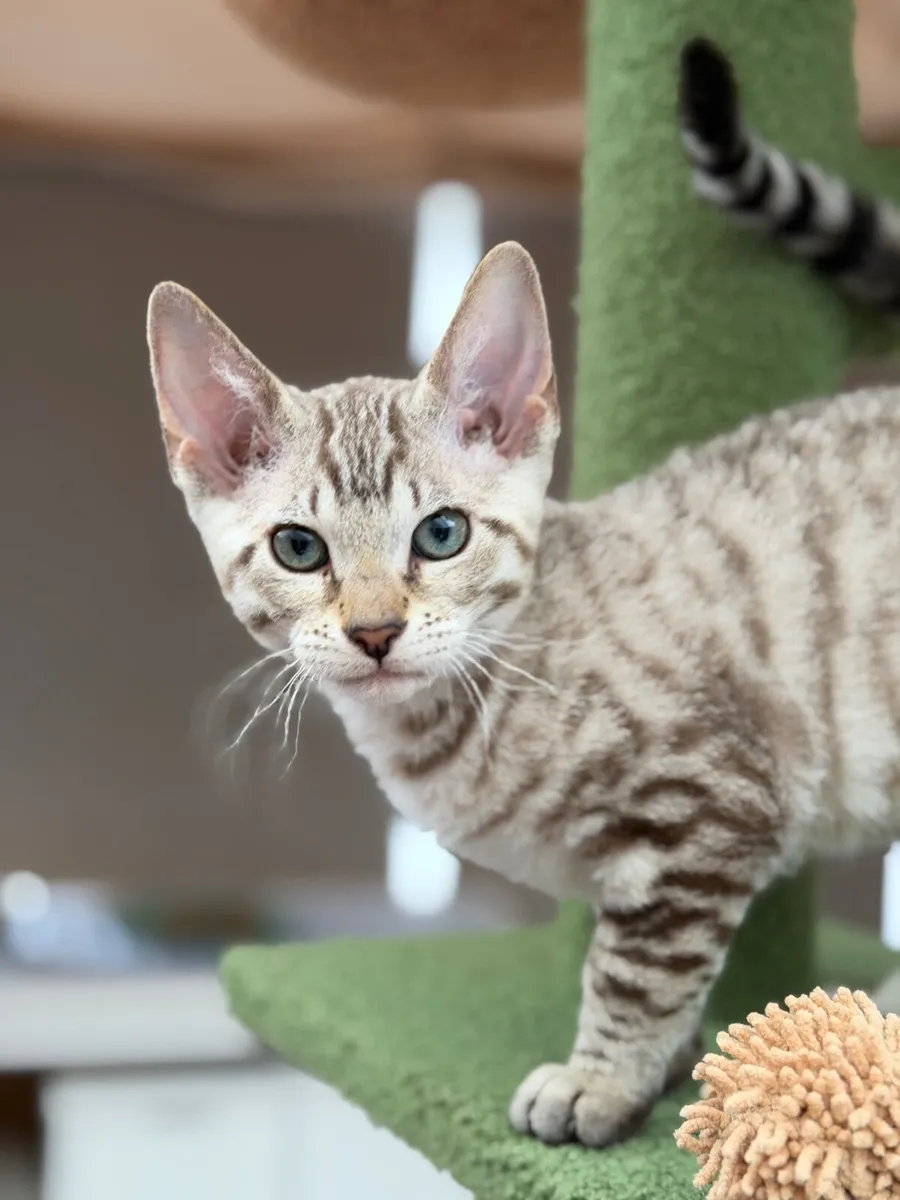 Bengal X - last little girl - Image 2