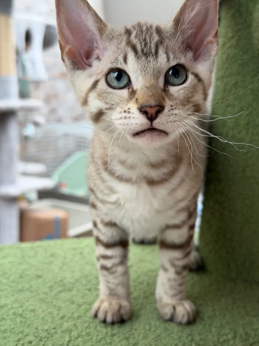 Bengal X - last little girl - Image 4