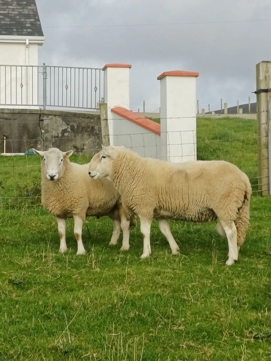 Sheep - Image 2