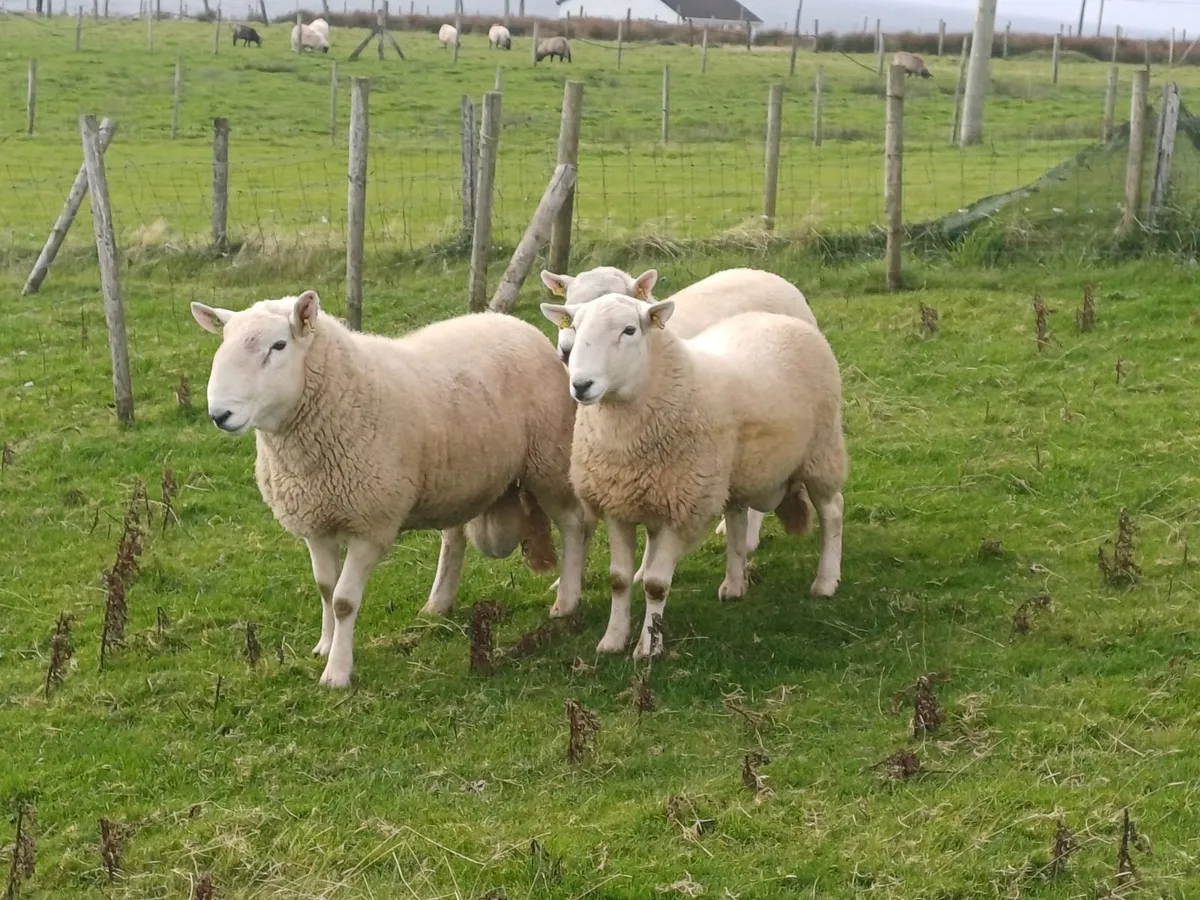 Sheep - Image 3