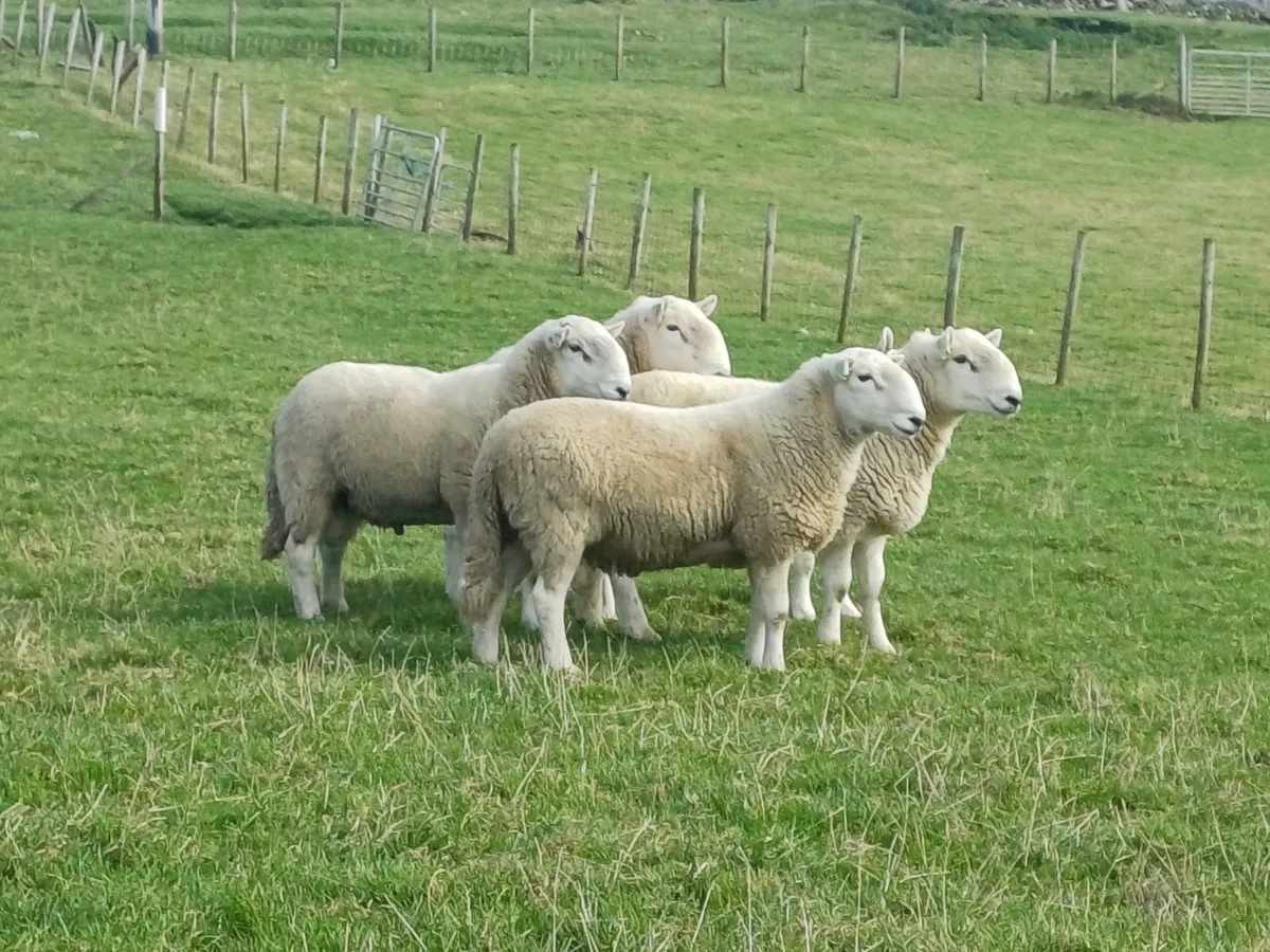 Sheep - Image 1