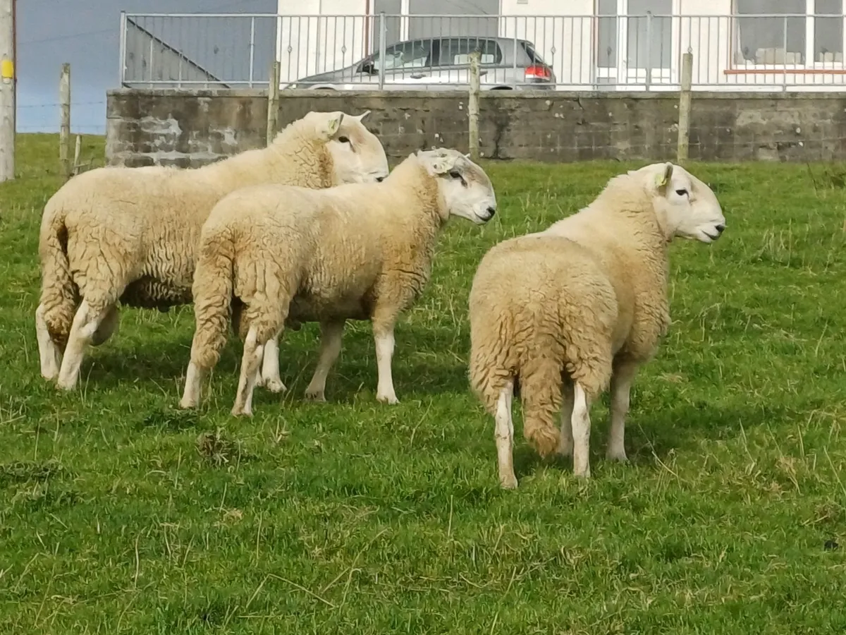 Sheep - Image 4