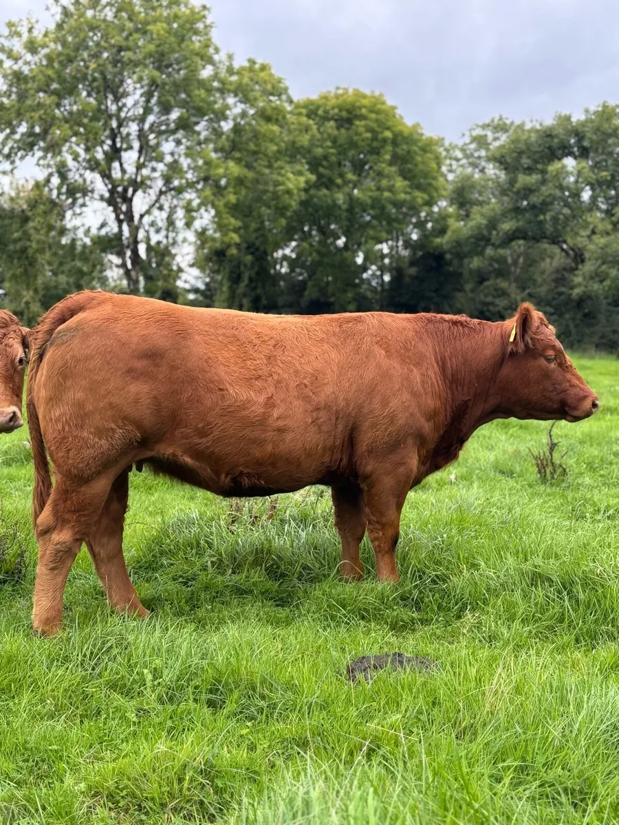 Incalf homebred Ai heifer - Image 1