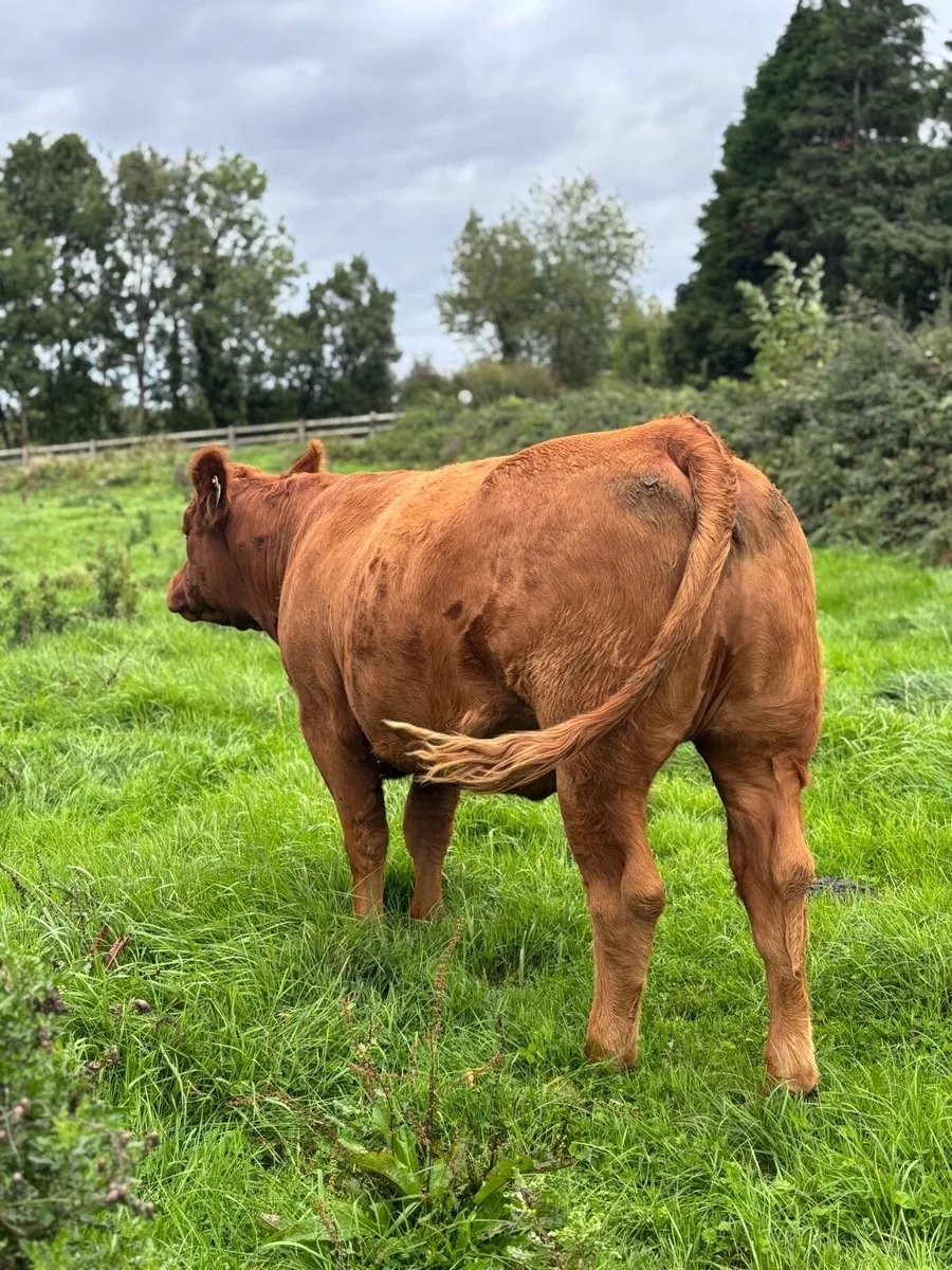 Incalf homebred Ai heifer - Image 2