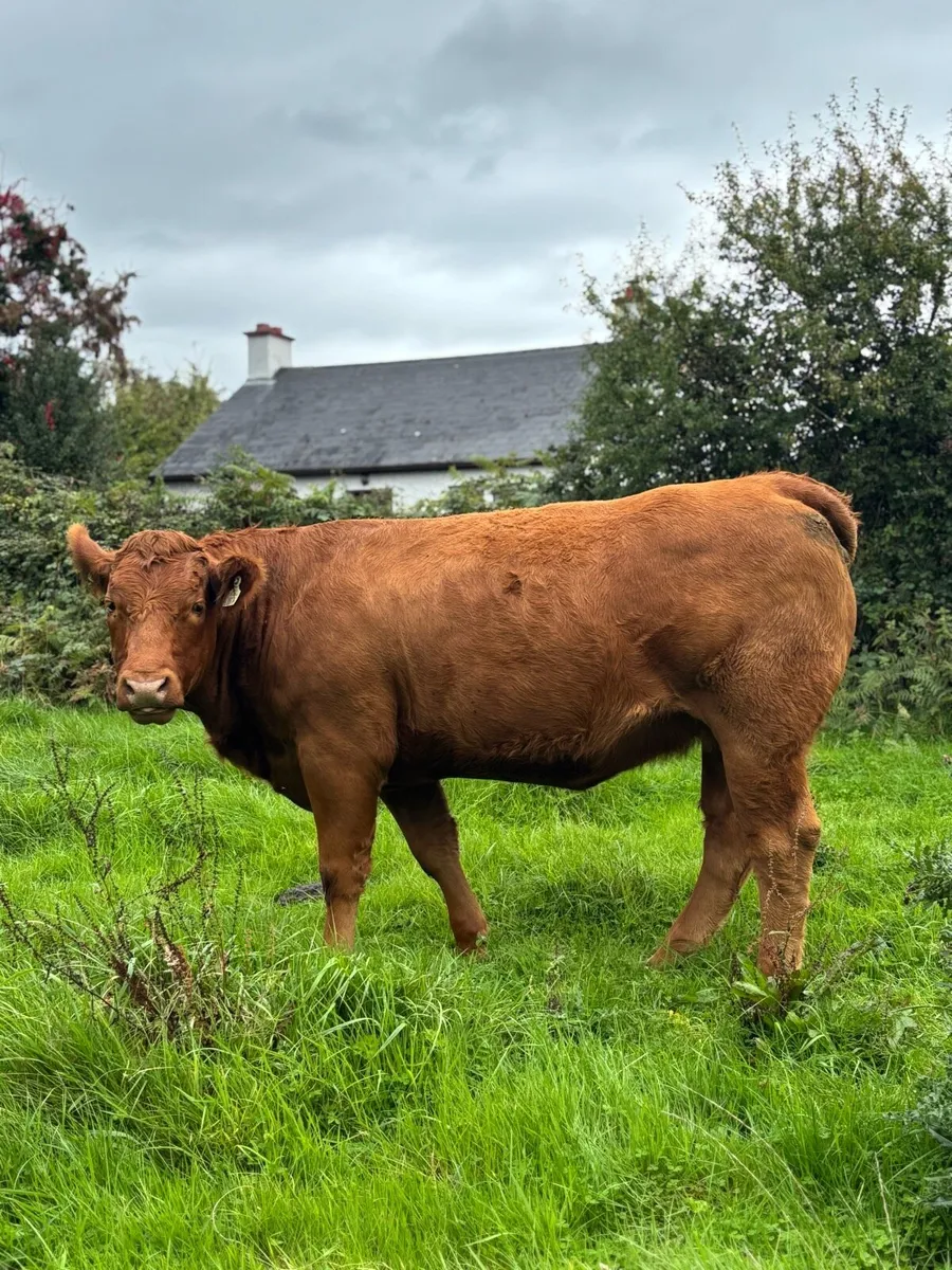 Incalf homebred Ai heifer - Image 3