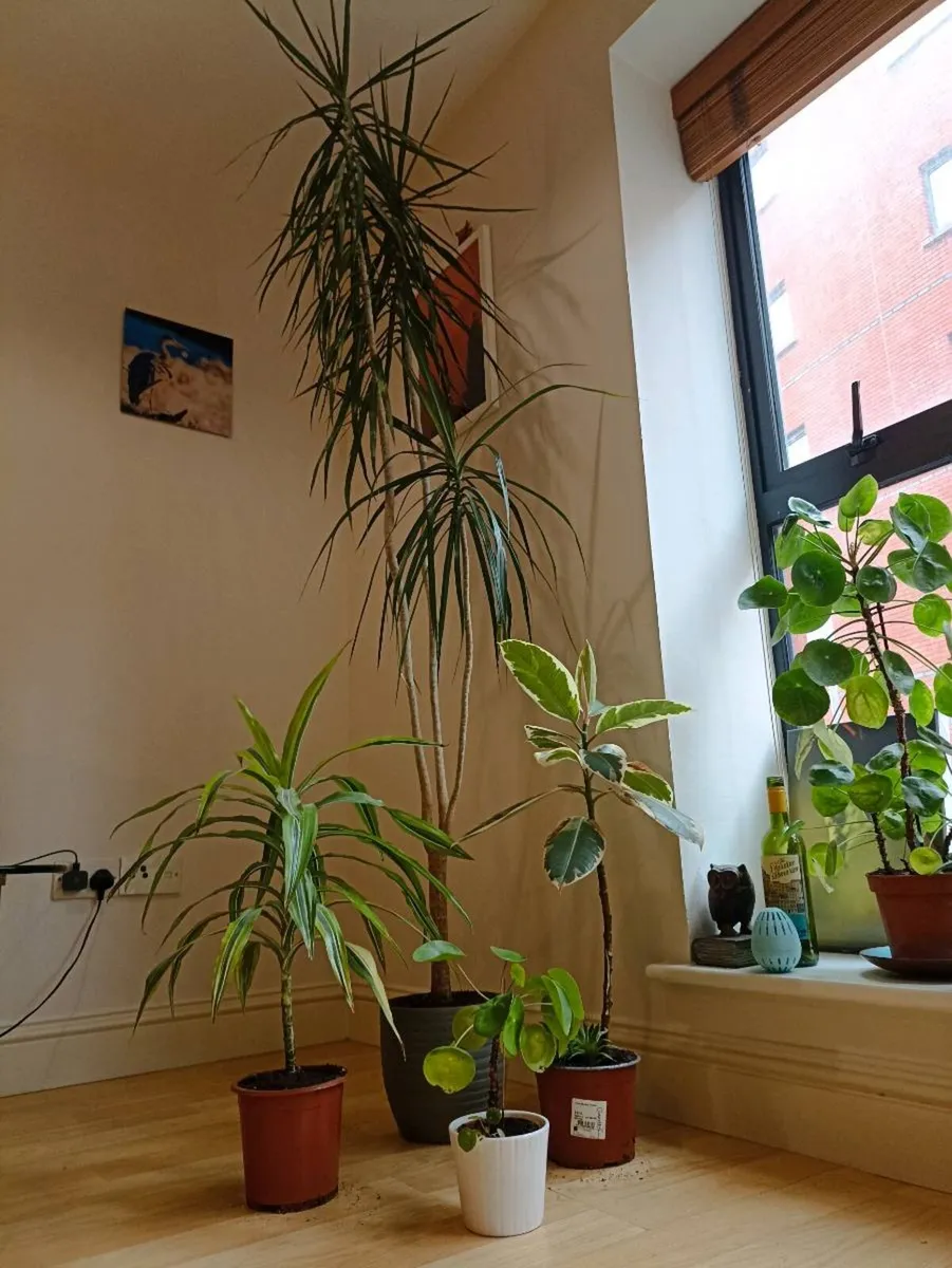 Collection of house plants (12 all together) - Image 1