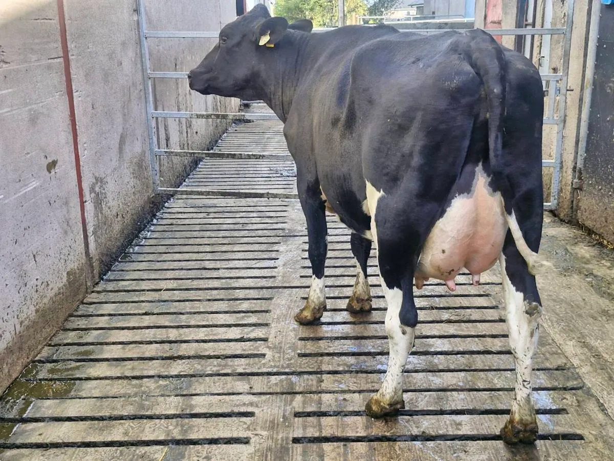 Freshly calved young cows - Image 2