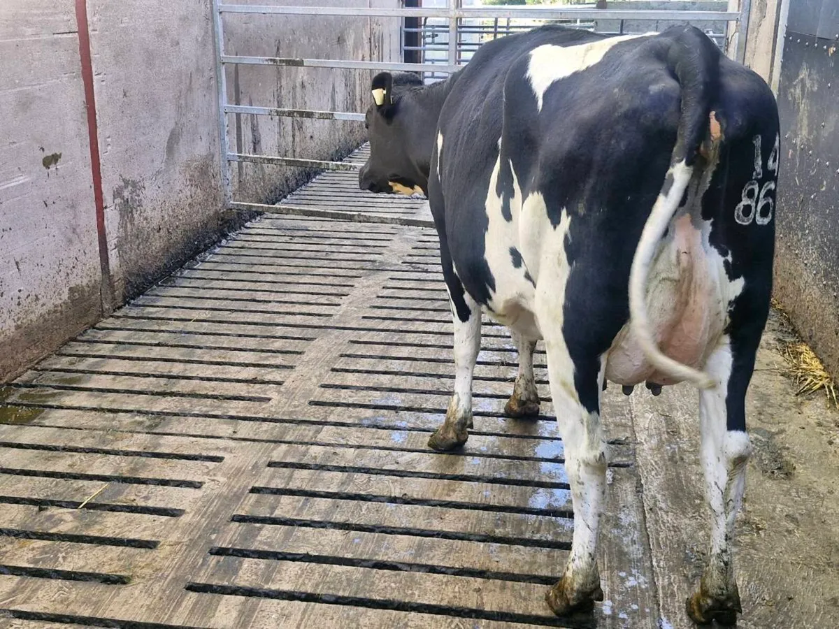 Freshly calved young cows - Image 3