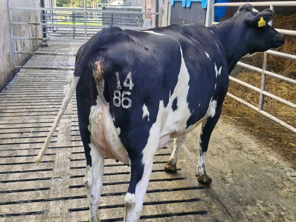 Freshly calved young cows - Image 4
