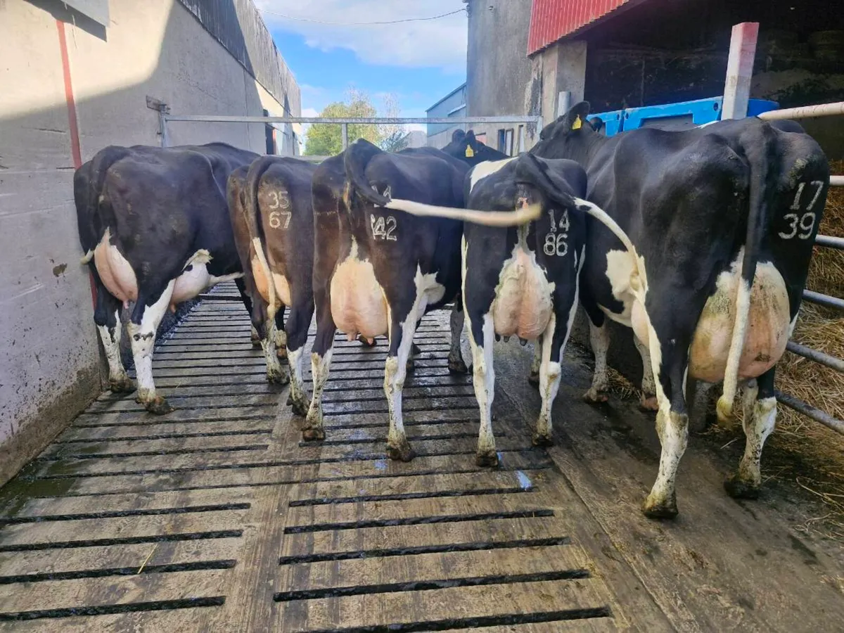 Freshly calved young cows - Image 1