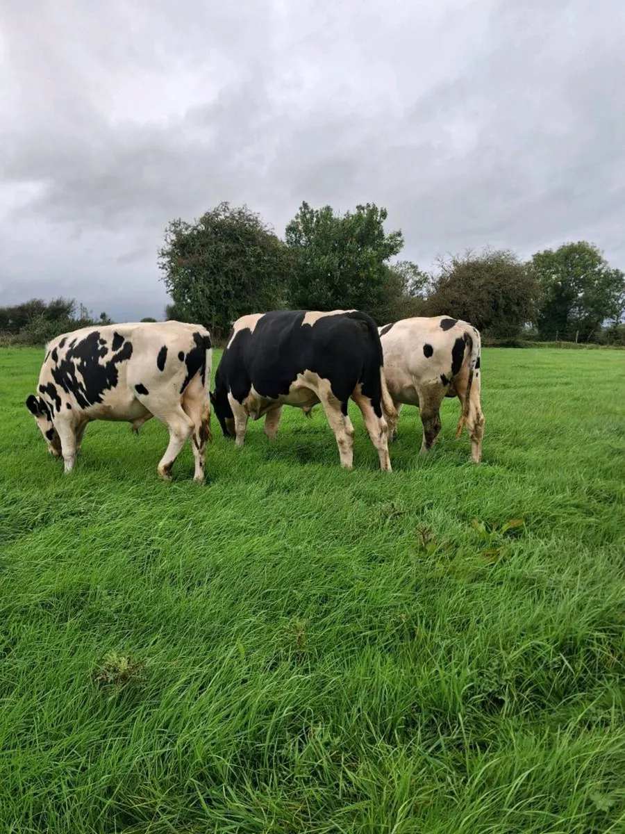 Selection of teasers bulls  available - Image 1