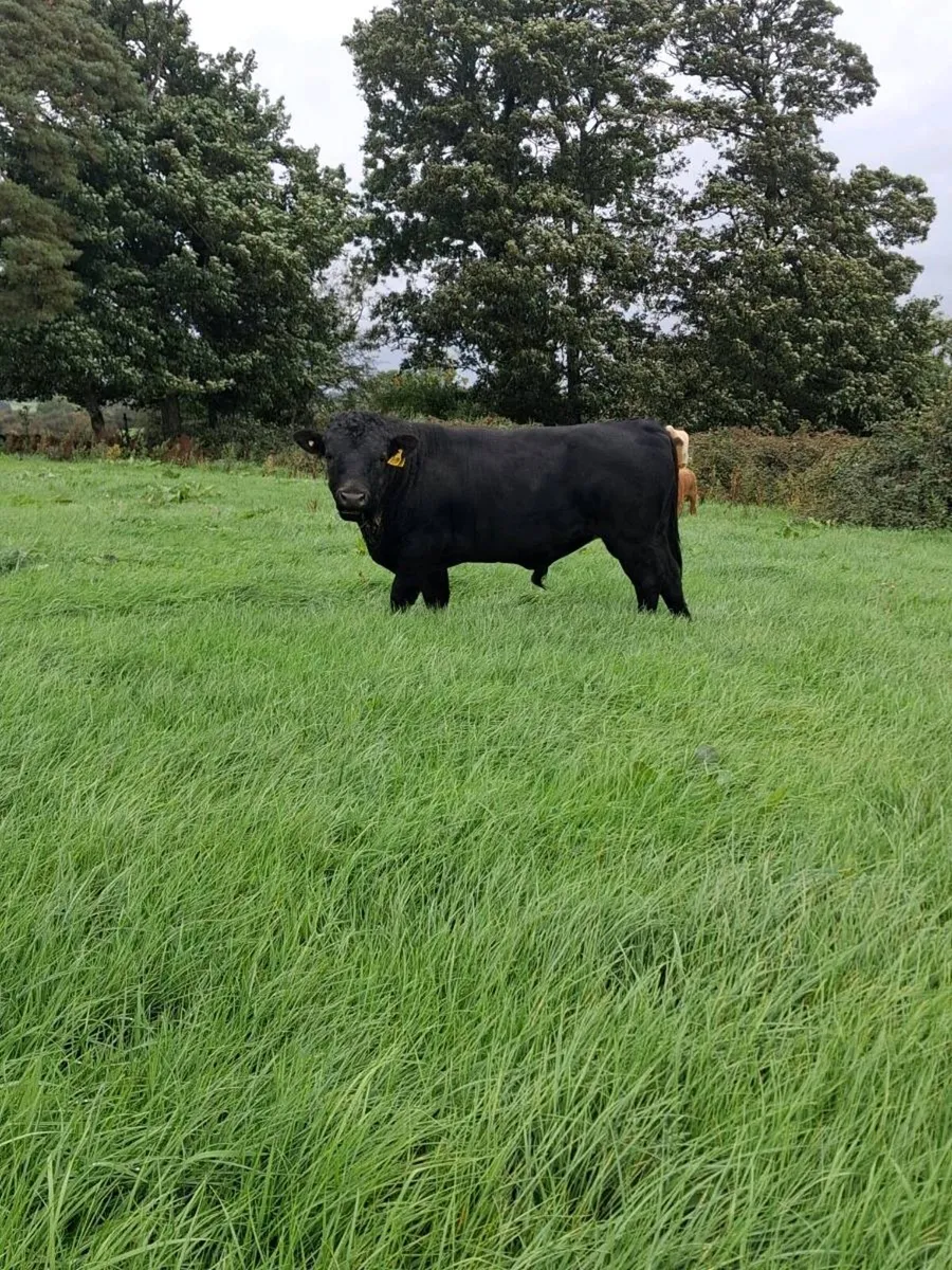 Selection of teasers bulls  available - Image 3