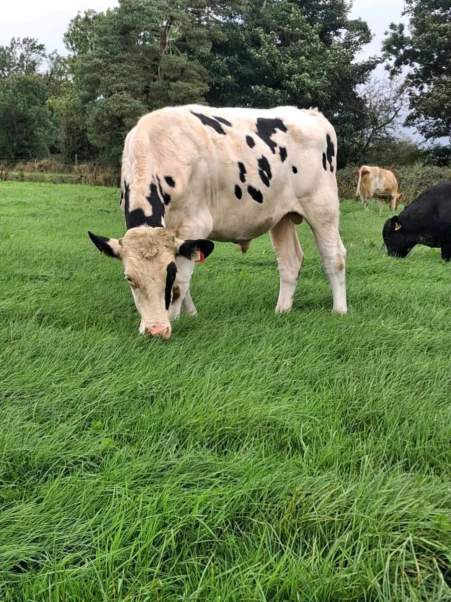 Selection of teasers bulls  available - Image 4