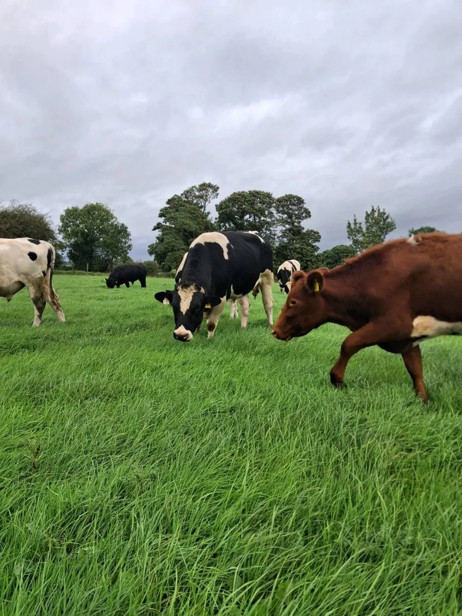 Selection of teasers bulls  available - Image 2
