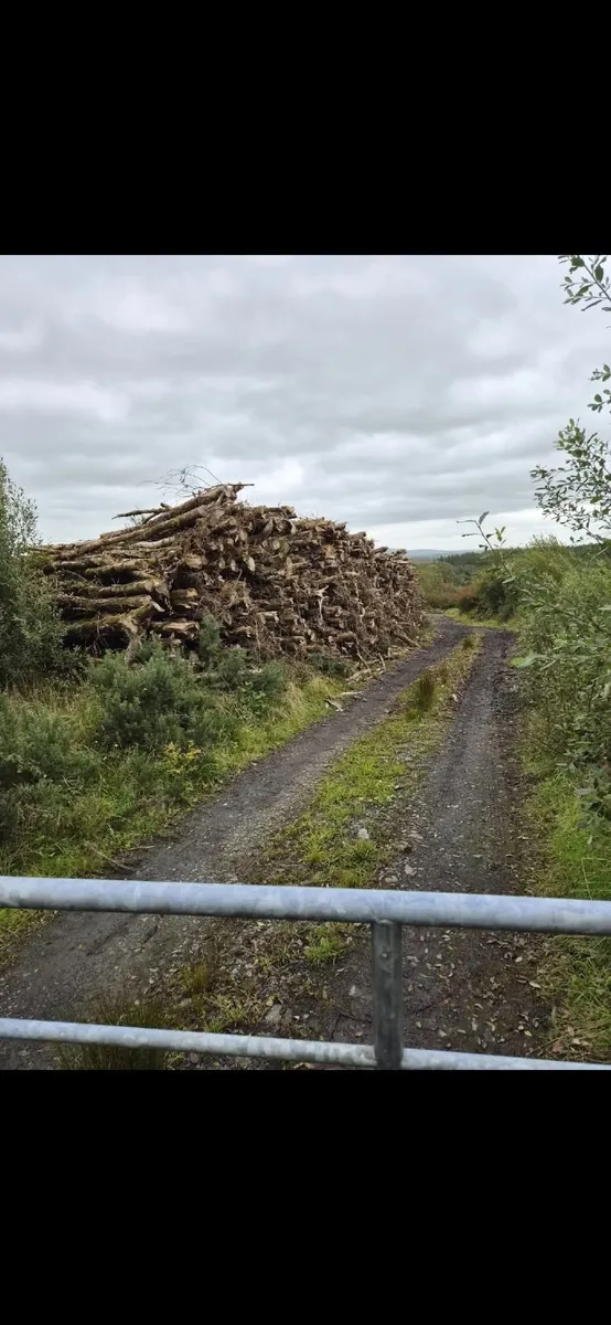 Ash Timber (dieback)