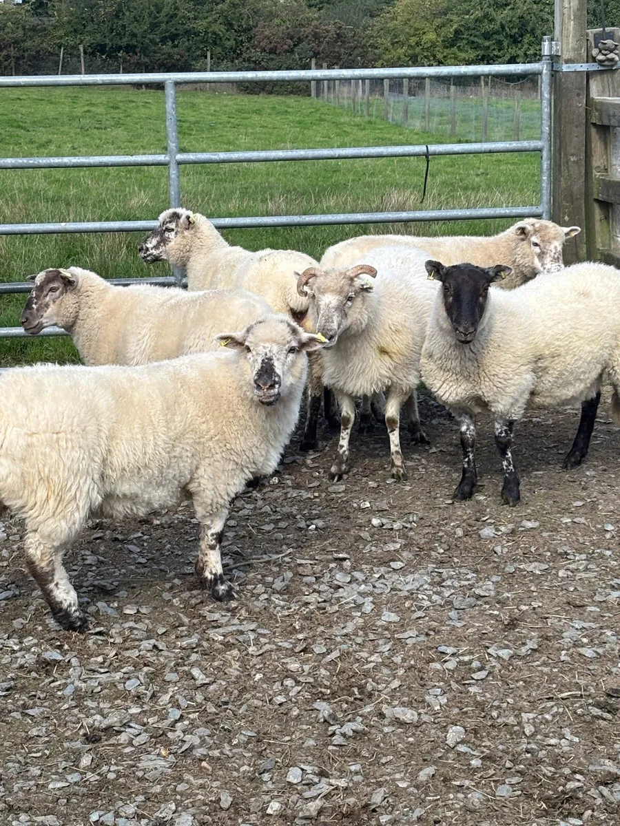 Hoggets For Sale - Image 1