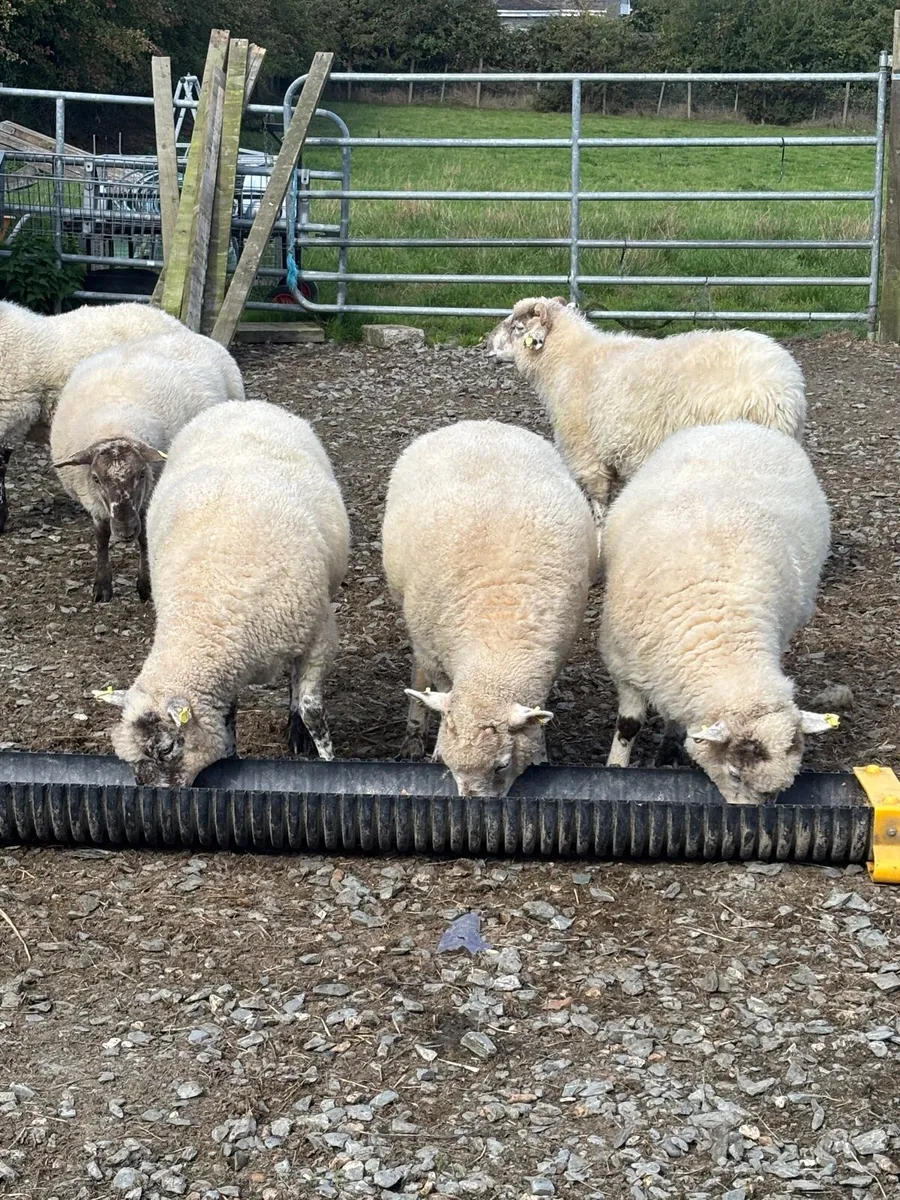 Hoggets For Sale - Image 2