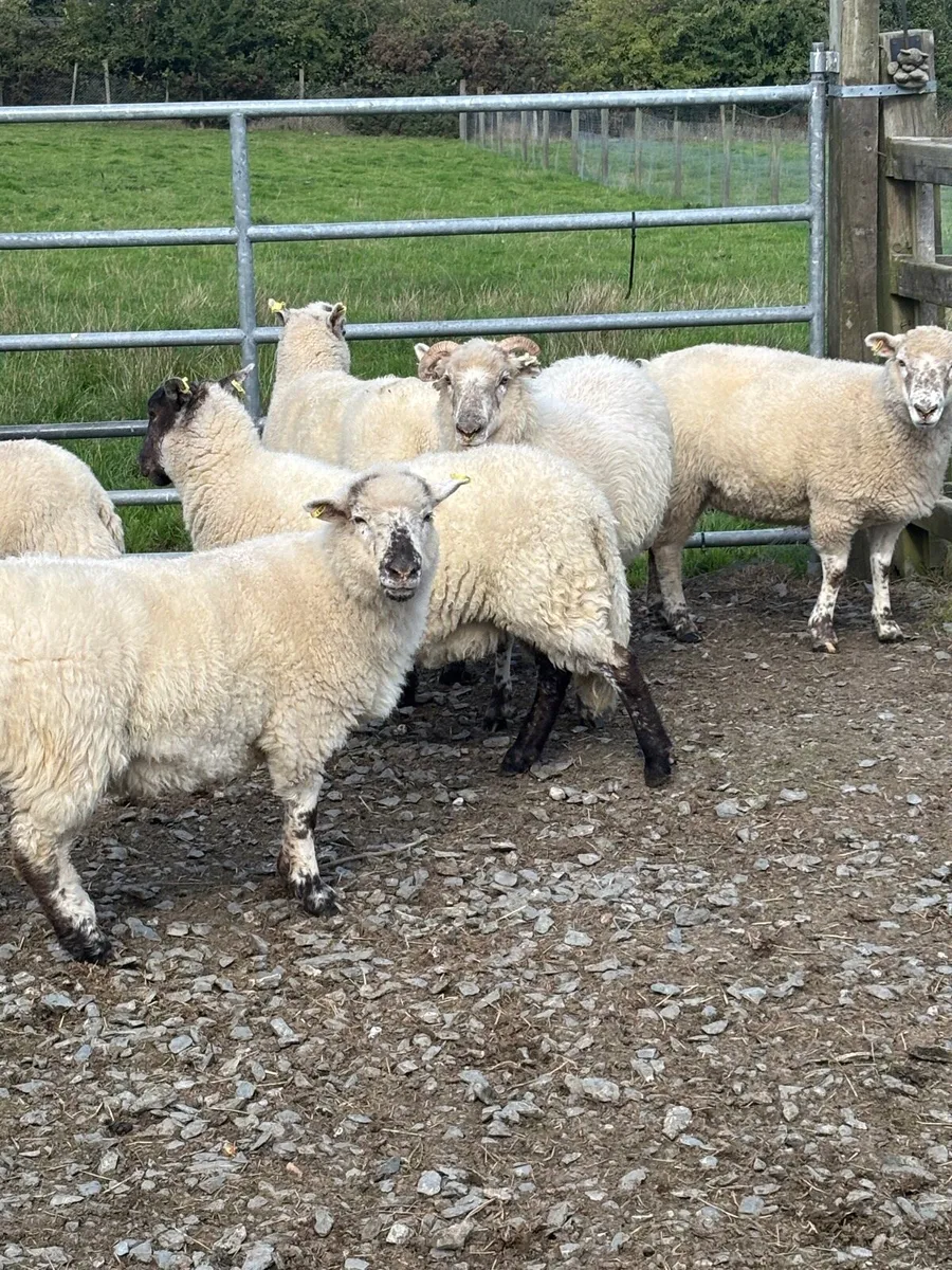 Hoggets For Sale - Image 3