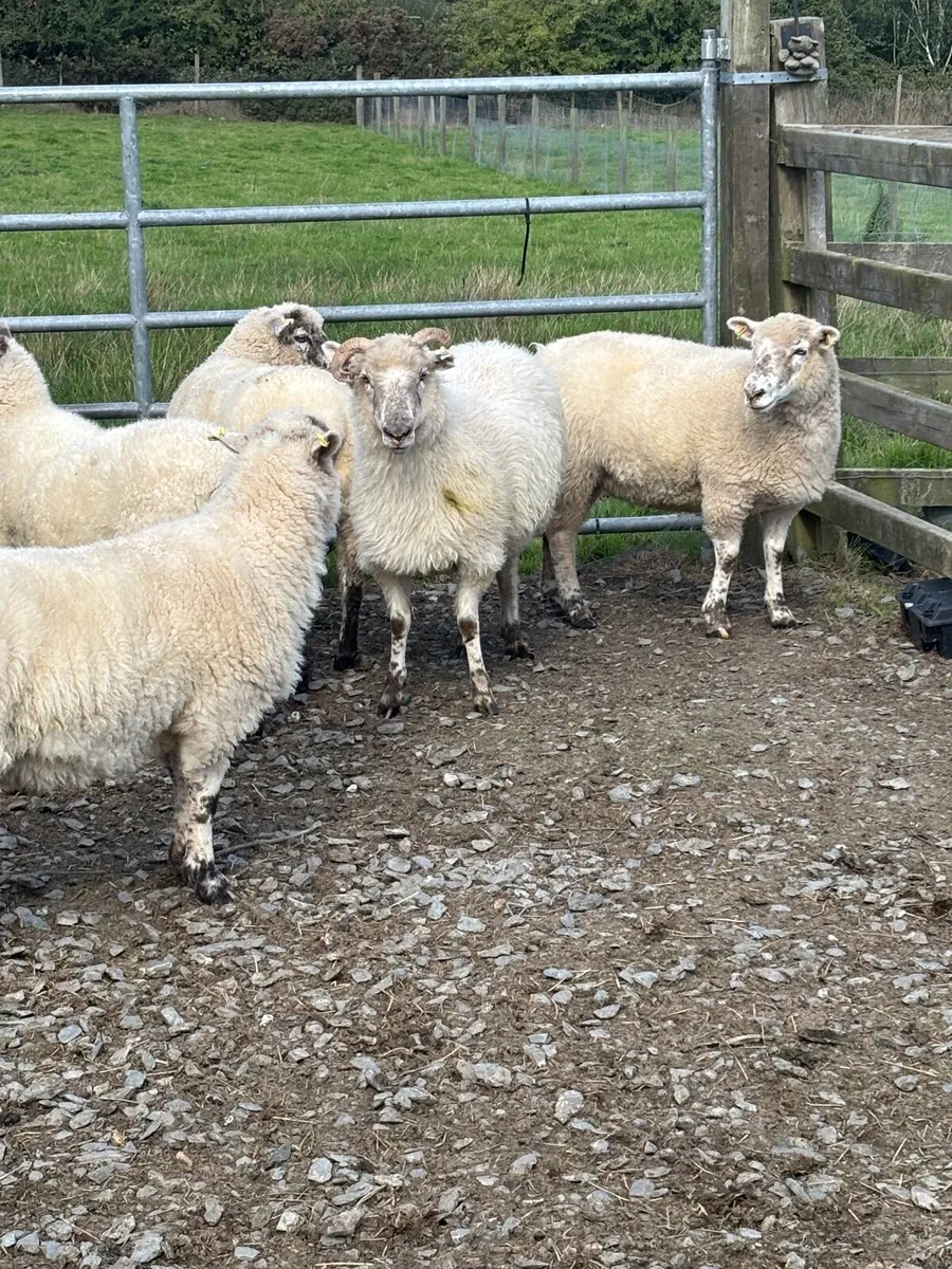 Hoggets For Sale - Image 4