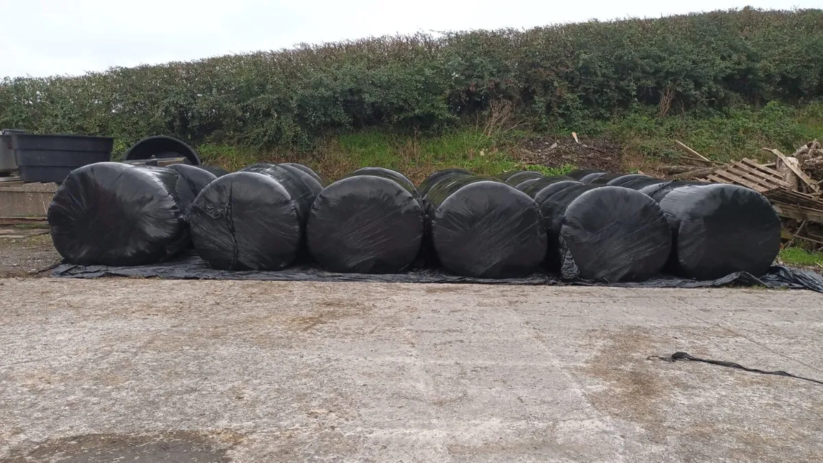 Silage bales - Image 2