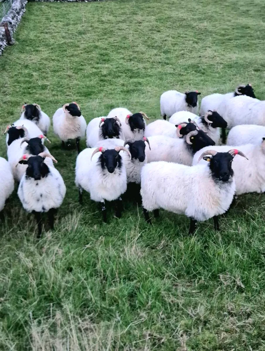 🔥🔥Mayo & Lanark hoggets - Image 2