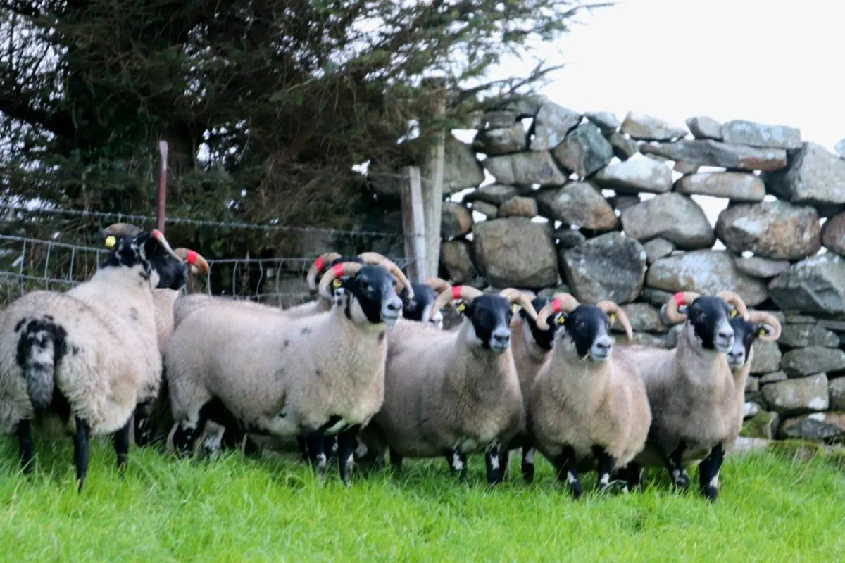 🔥🔥Mayo & Lanark hoggets - Image 3