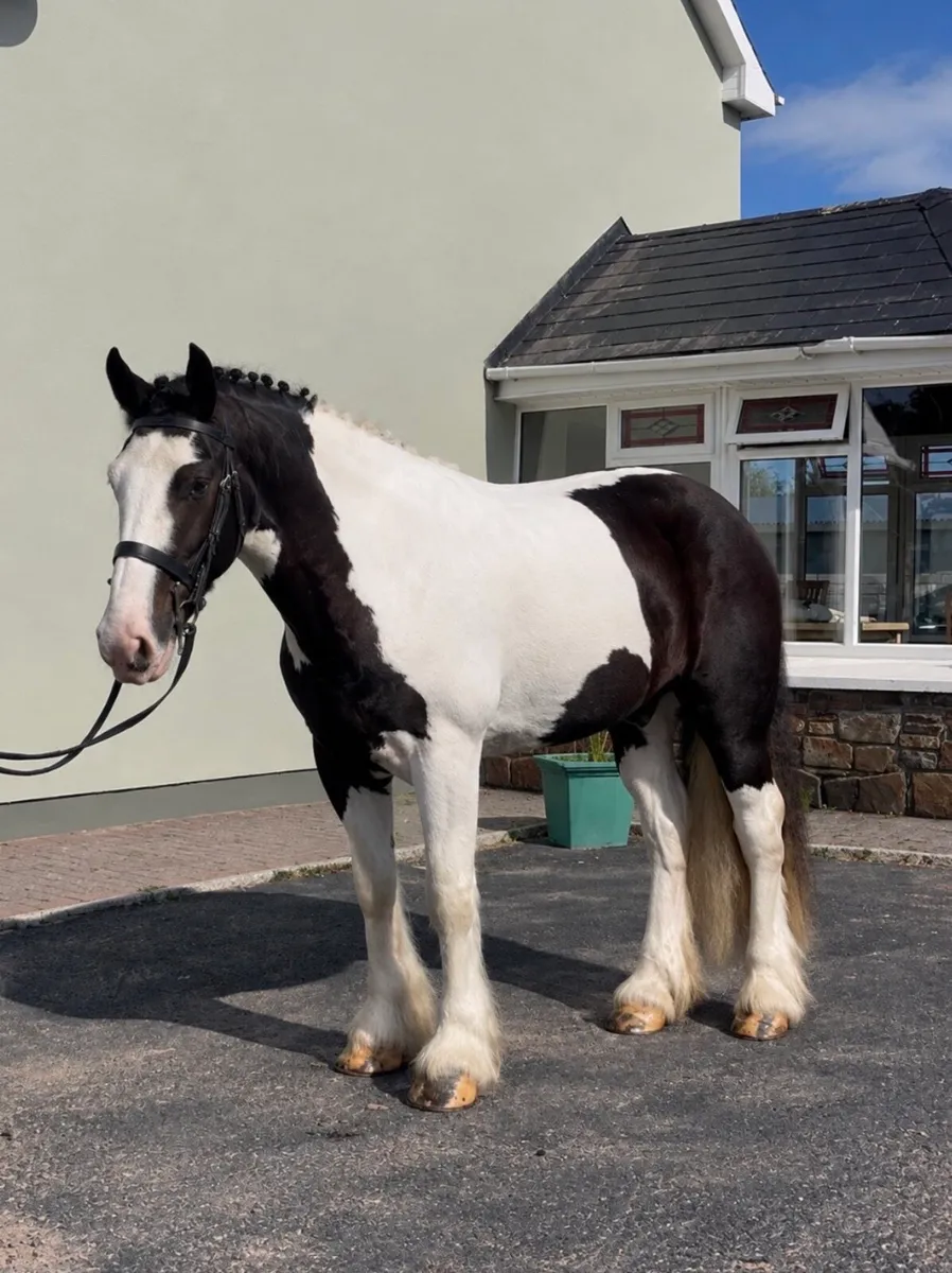 🤩Bobby 15.2 piebald cob gelding🤩 - Image 1