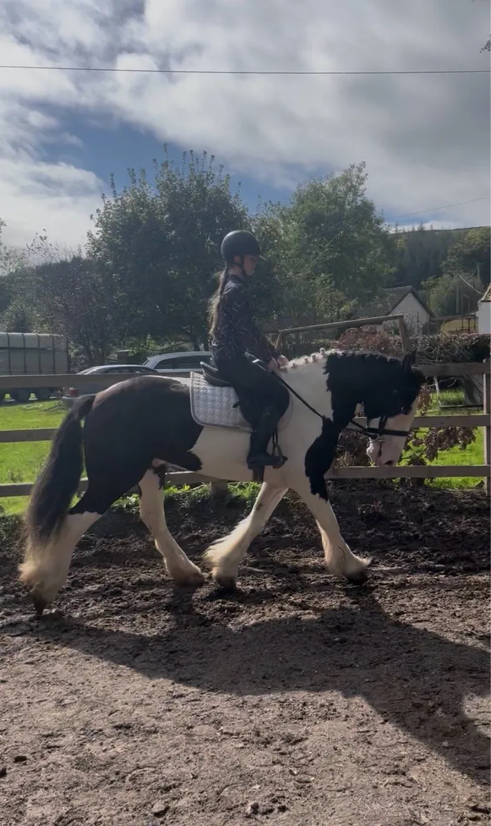 🤩Bobby 15.2 piebald cob gelding🤩 - Image 2