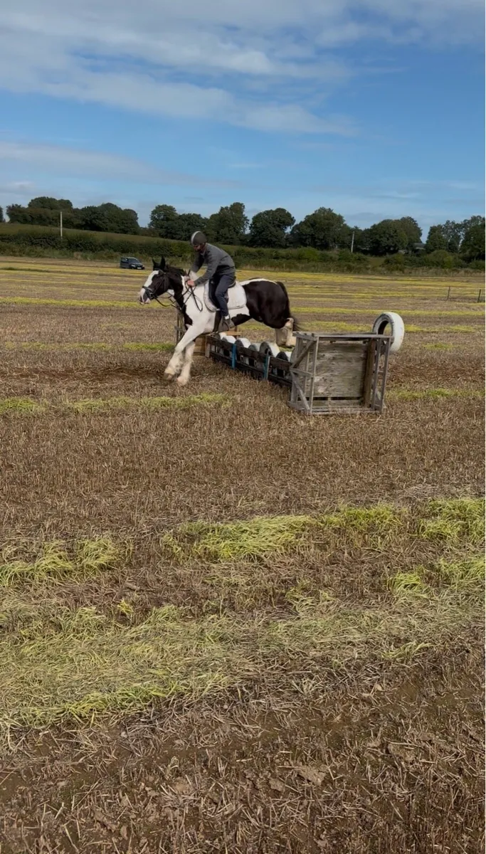 🤩Bobby 15.2 piebald cob gelding🤩 - Image 3