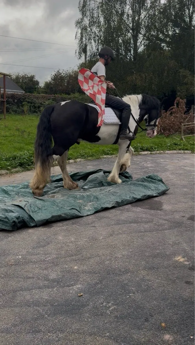 🤩Bobby 15.2 piebald cob gelding🤩 - Image 4