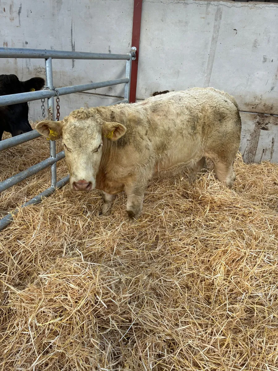 Charolais show heifer - Image 1