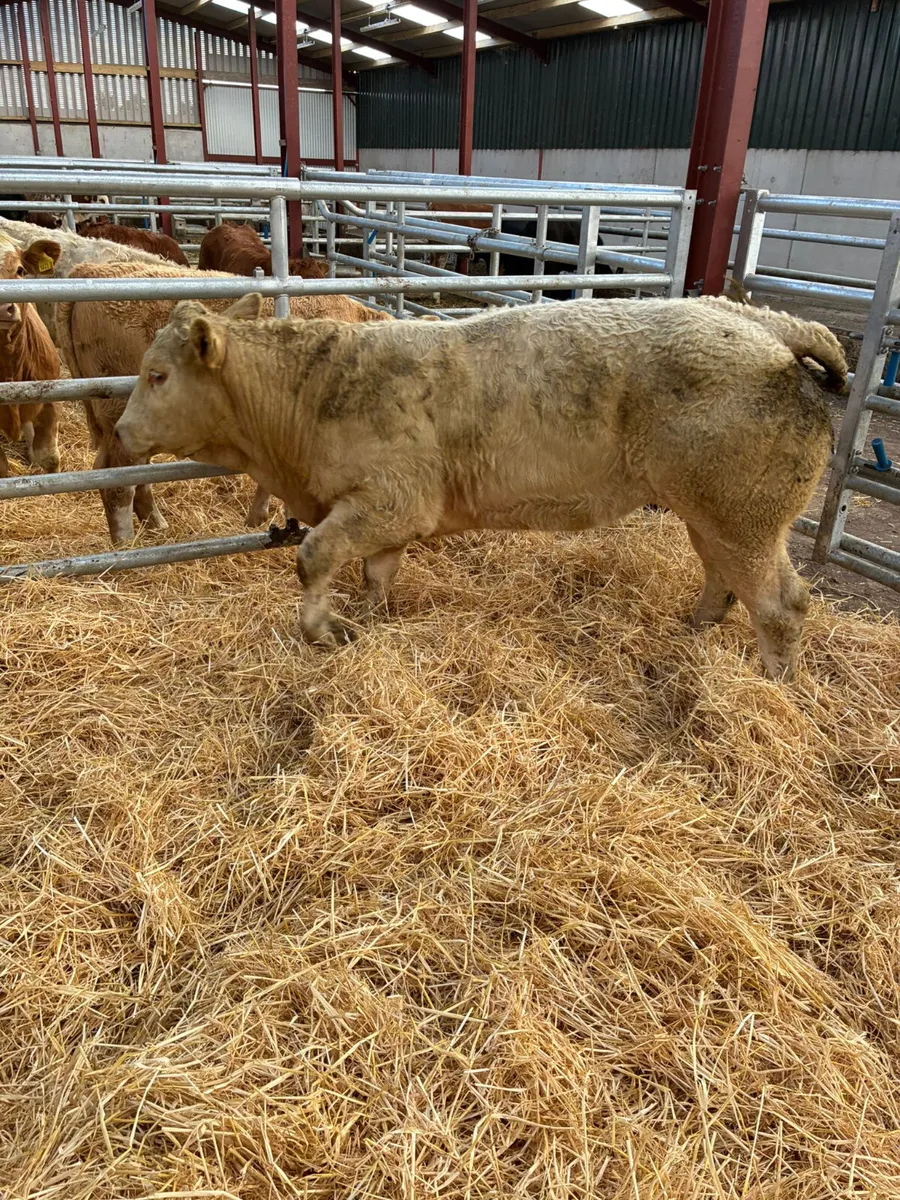 Charolais show heifer - Image 4